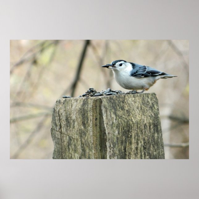 Poster d'une nuthatch à poitrine blanche avec grai (Devant)