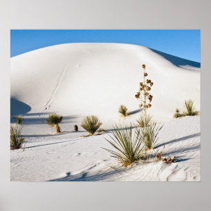 Poster Dunes transversales et Yucca Soaptree