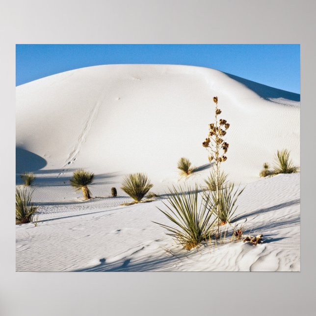 Poster Dunes transverses et soaptree Yucca (Devant)