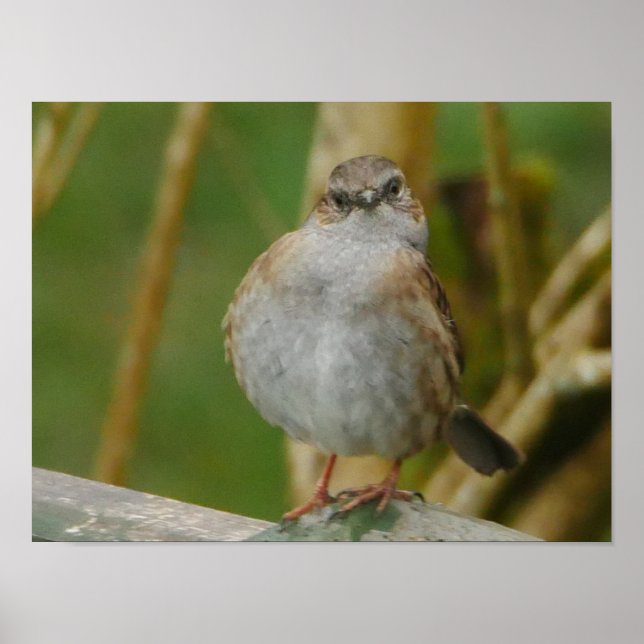 Poster Dunnock (Devant)