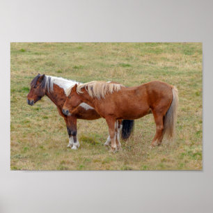 Poster Duo de chevaux islandais, pâturage islandais