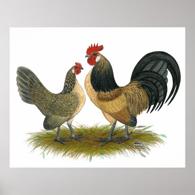Poster Dutch Bantam : Quail bleu (Devant)