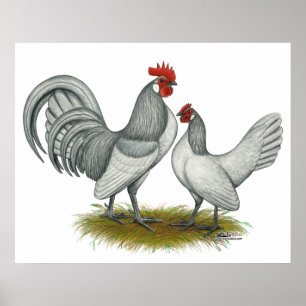 Poster Dutch Bantam : Self Blue