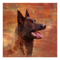 Dutch Shepherd - Illustration utchie