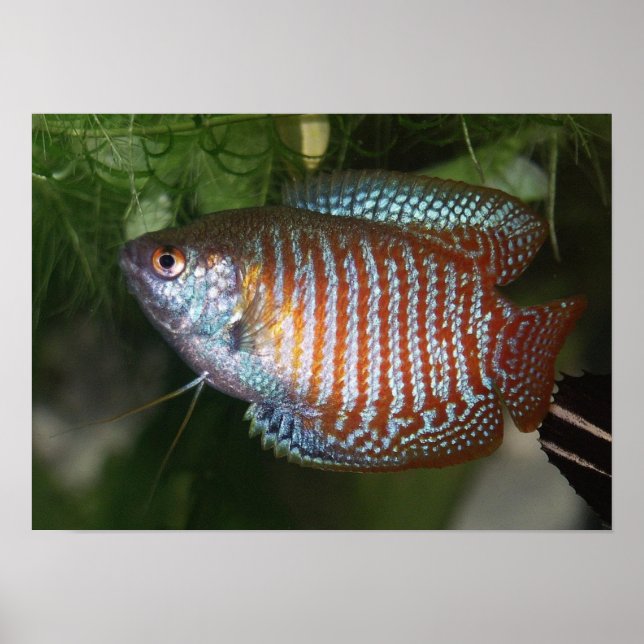Poster Dwarf Gourami - Colisa lalia (Devant)