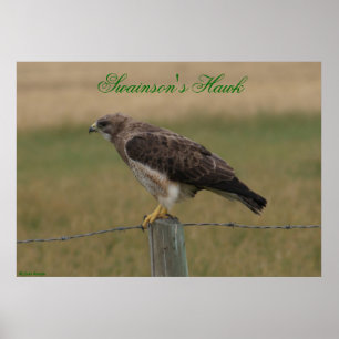 Poster E10 Swainson's Hawk