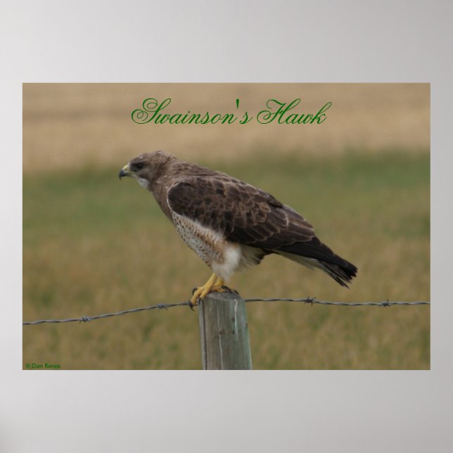 Poster E10 Swainson's Hawk (Devant)