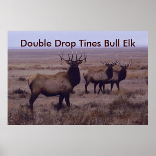 Poster E19 Élan mâle double ramure tombante