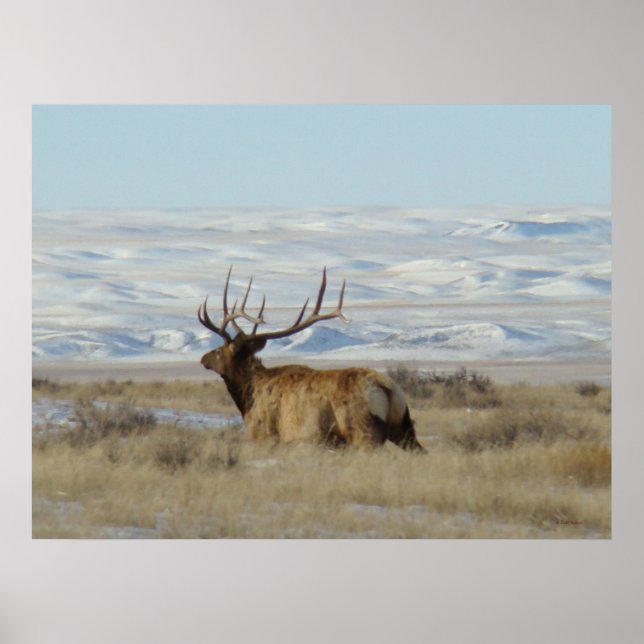 Poster E22 Bull Elk Snowy Hills (Devant)