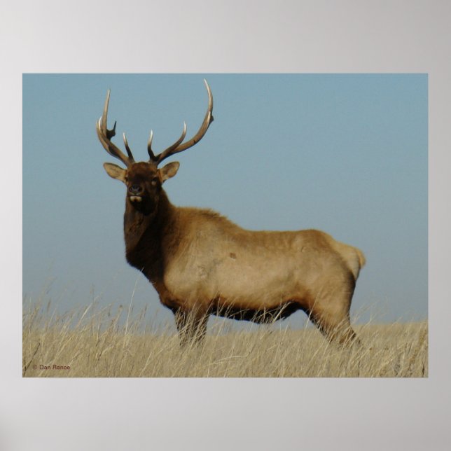 Poster E43 Young Bull Elk (Devant)