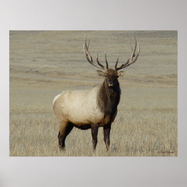 Poster E46 Bull Elk Big Bull (Devant)