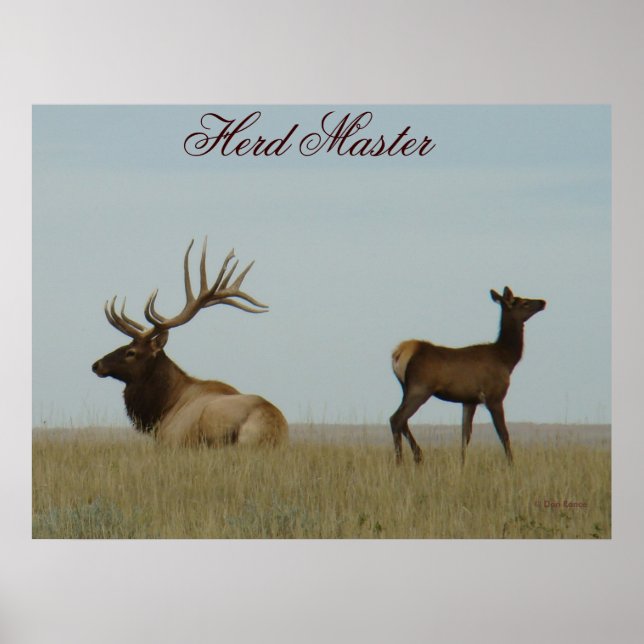 Poster E5 Bull Elk et Yearling (Devant)