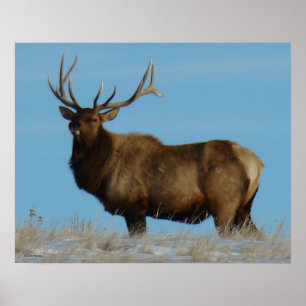 Poster E62 Bull Elk Sky Lined