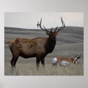 Poster E63 Élan mâle et Antilope d'Amérique
