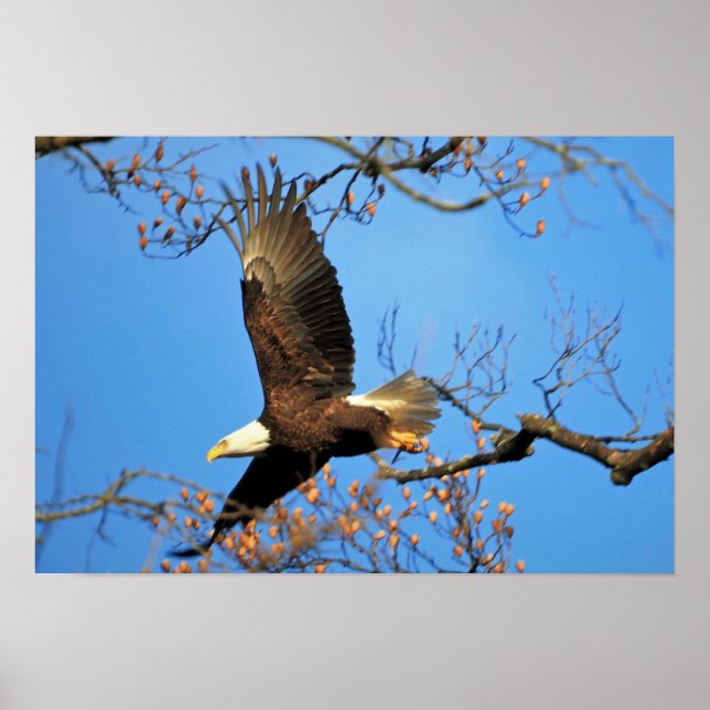 Poster Eagle chauve (Devant)