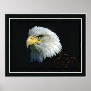 Poster Eagle chauve américain