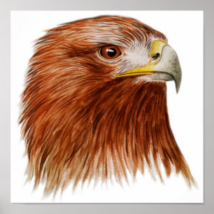Poster Eagle d'or 2011