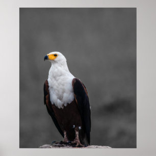 Poster Eagle Minimaliste Sélective Photographie couleur