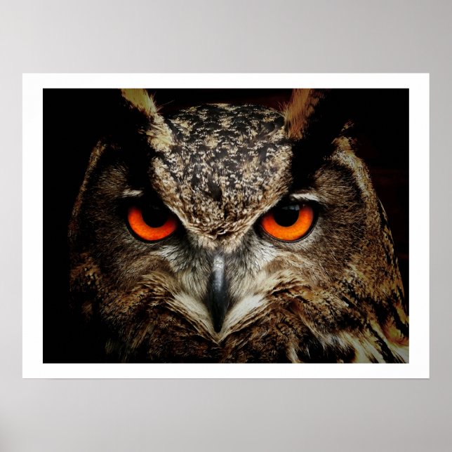Poster Eagle Owl Eyes (Devant)
