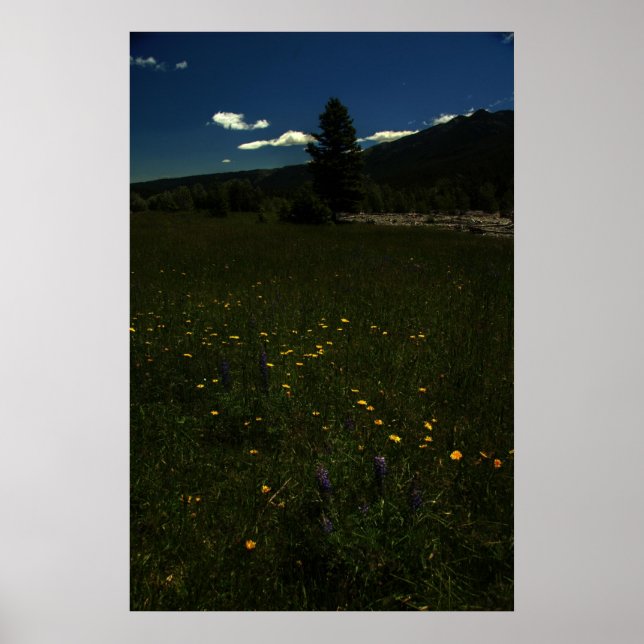Poster Eagle Park Fleurs sauvages (Devant)