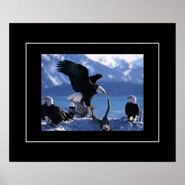 Poster-Eagles Poster (Vorne)