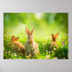 Poster Easter Rabbits