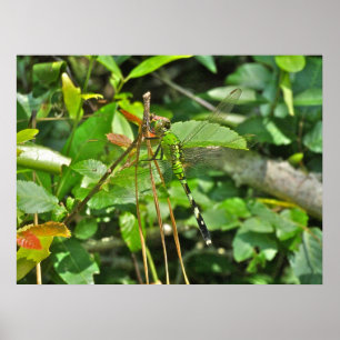 Poster Eastern Pondhawk Dragonfly