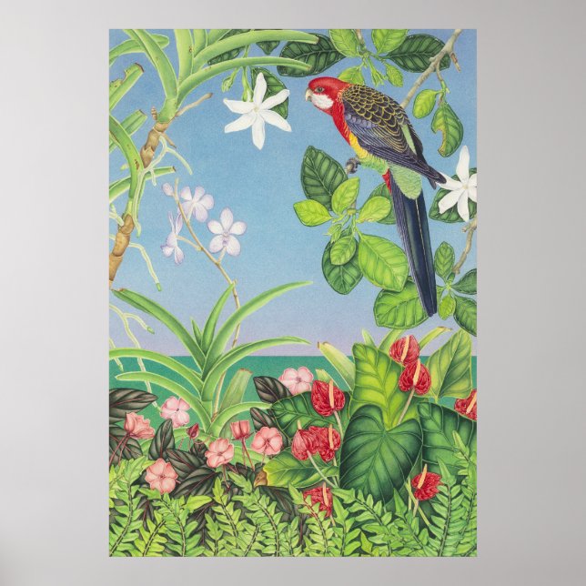 Poster Eastern Rosella (Devant)