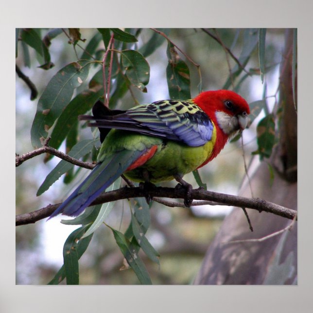 Poster Eastern Rosella (Devant)