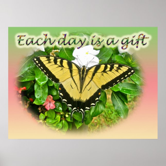 Poster Eastern Tiger Frack Butterfly (Vorne)