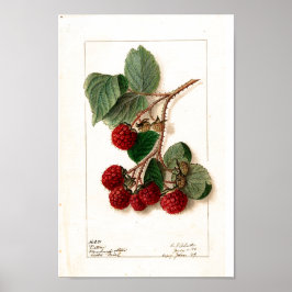 Poster - Eaton Red Raspberries Ellen Schutt 1906