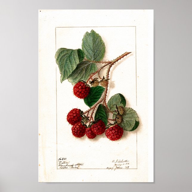 Poster - Eaton Red Raspberries Ellen Schutt 1906 (Vorne)