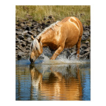 Eaux Palomino