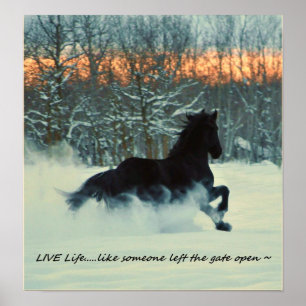 Poster Ébat frison d'hiver