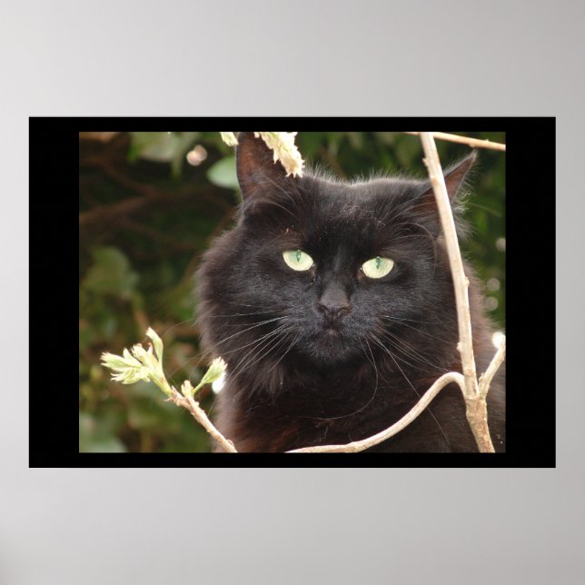 Poster Ébène (Devant)