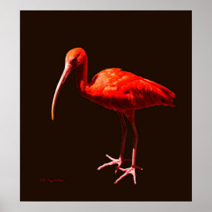 Poster Écarlate IBIS sur le noir