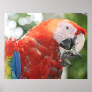 Poster écarlate pied macaw
