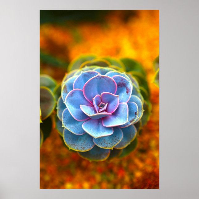 Poster Echeveria de couleur bleue (Devant)
