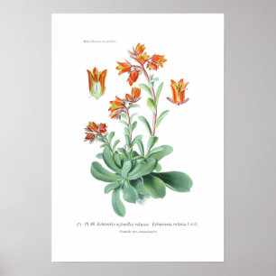 Poster Echeveria retusa