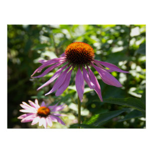 Poster Echinacea dans le jardin photo