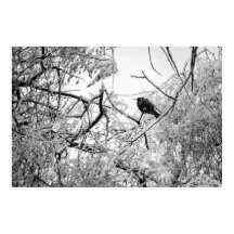 Éclater sur un arbre gelé