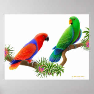 Poster Eclectus Perroquets & Bromeliads Imprimer