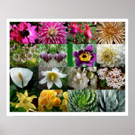 Poster Éclosions florales