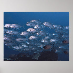 Poster École de Jacks