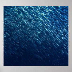 Poster École de poisson sous-marin Abstrait