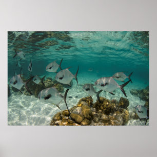 Poster École de poissons permis