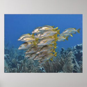 Poster École Snapper