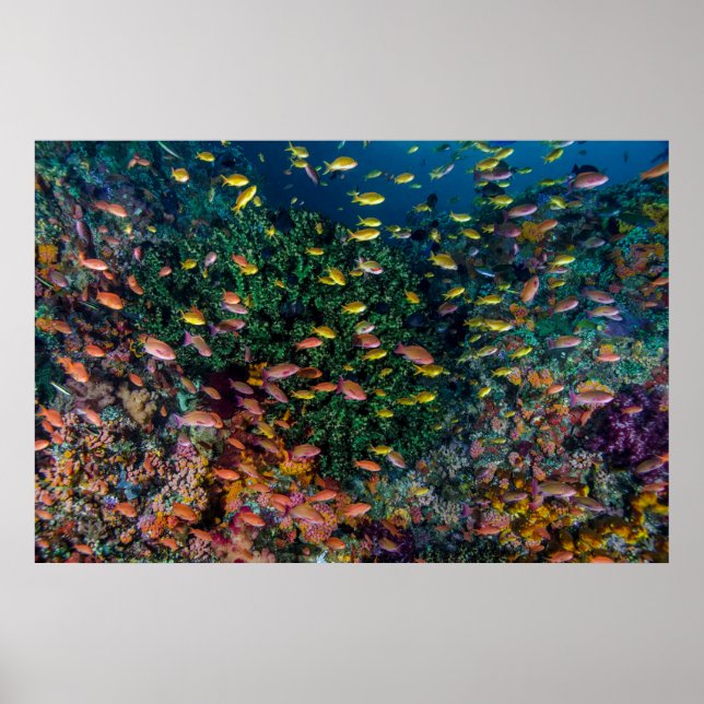 Poster Écoles de poissons nagent dans les récifs (Devant)