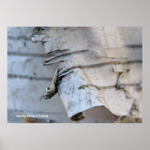 Poster Écorce de bouleau