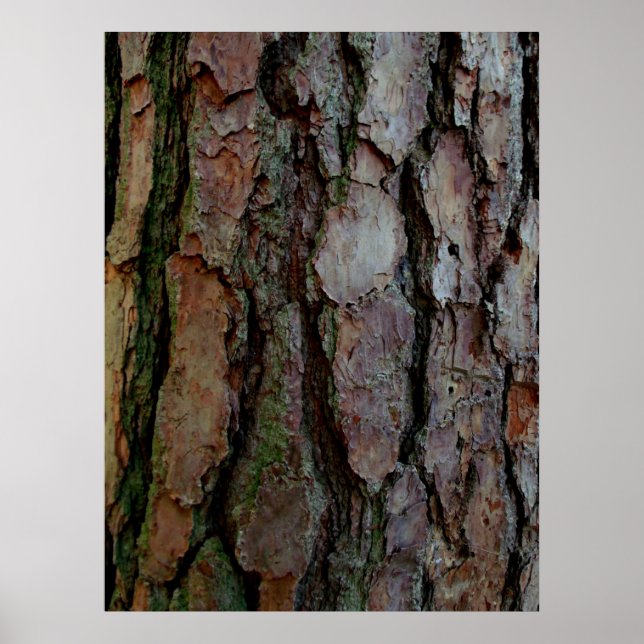 Poster écorce d'un pin de Géorgie (Devant)